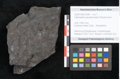 Foto (Objekt + Etikett) von Taeniopteris pseudosimplex Ettingshausen (NHMW-GEO-2024-0188-10294)